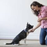 Train Your dog at home