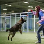 dog traning