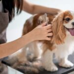 How Often Should You Groom Your Dog