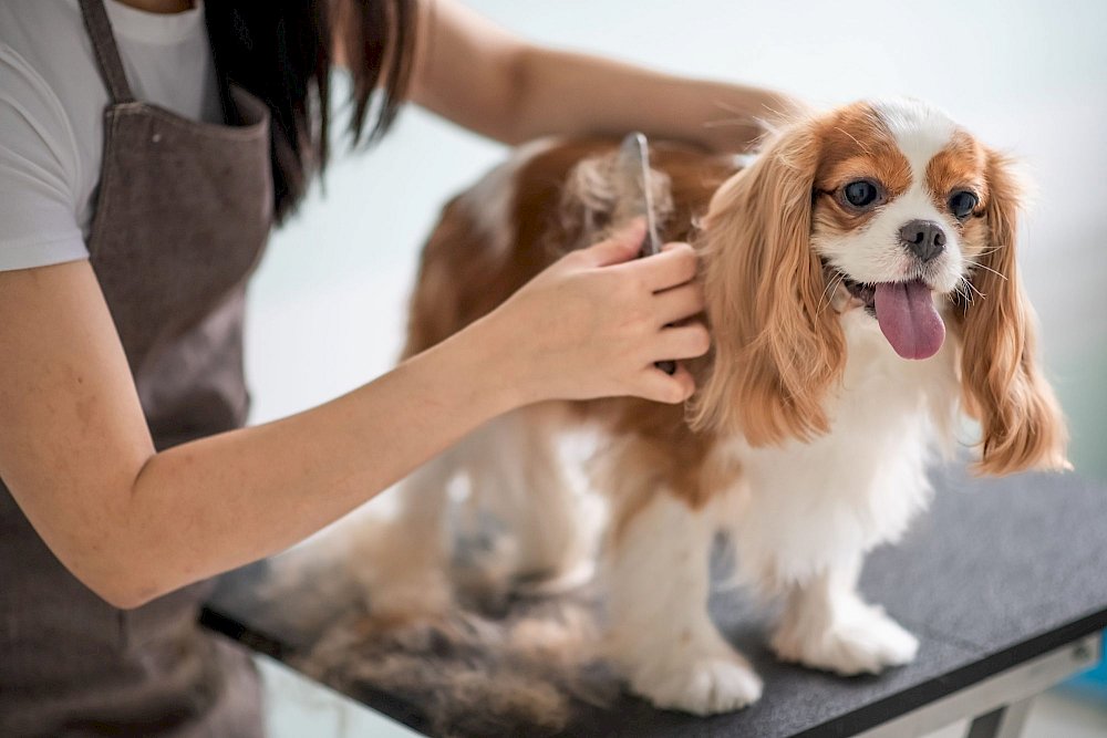 How Often Should You Groom Your Dog