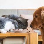  Will Dog Food Hurt a Cat Understanding the Risks and Differences