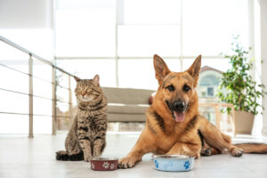  Will Dog Food Hurt a Cat Understanding the Risks and Differences