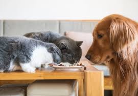  Will Dog Food Hurt a Cat Understanding the Risks and Differences