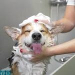 Will Dog Shampoo Kill Fleas