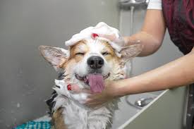 Will Dog Shampoo Kill Fleas