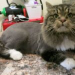 Cat Grooming Styles