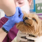 How Much Does Dog Teeth Cleaning Cost? A Complete Guide for Pet Owners