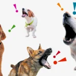 One of the most iconic and familiar sounds in any household with a dog is the bark. But  how dog barks and why they do it is something that many pet owners might wonder about. While barking is a natural behavior for dogs, understanding the reasons behind it and how dogs produce this sound can help you communicate better with your furry friend and address any barking issues.