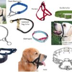  What kind of collar should the dogs wear