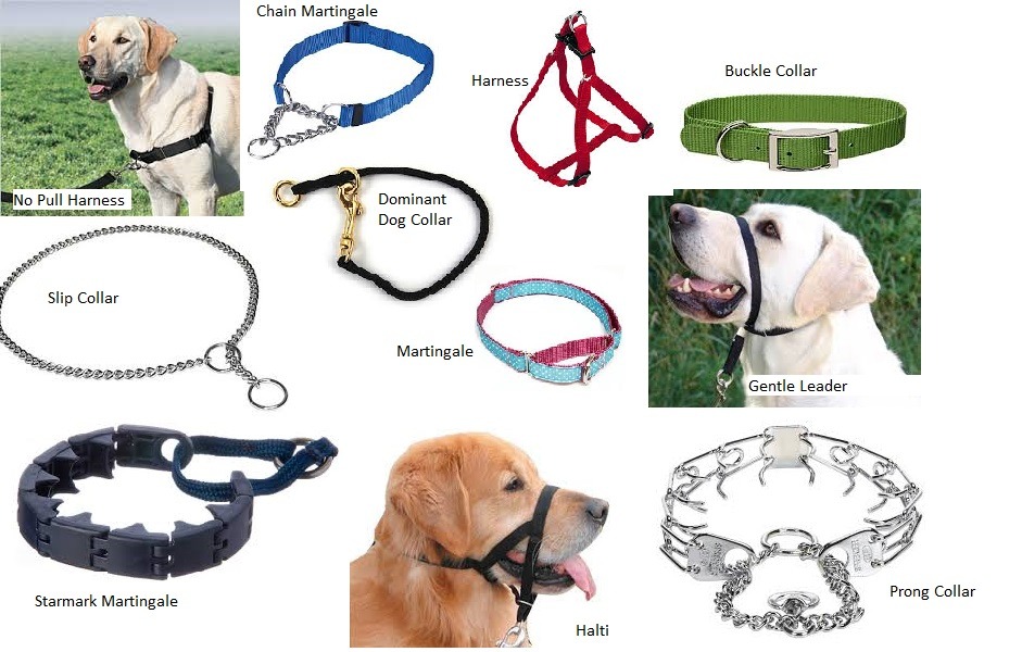  What kind of collar should the dogs wear