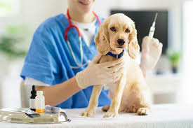 Do Kennels Accept Dogs That You Yourself Vaccinated