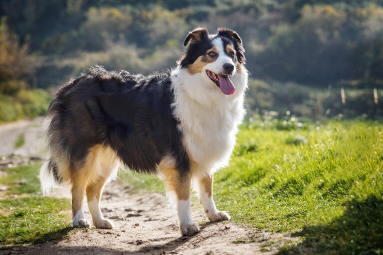Australian Shepherd Dogs