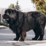 Black Dog Breeds: A Guide to Choosing and Caring for Your Pet