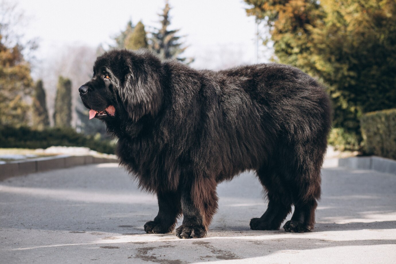 Black Dog Breeds: A Guide to Choosing and Caring for Your Pet