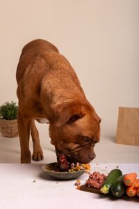 Can Dogs Eat Pineapple, Tomatoes, Blueberries, Strawberries, and Oranges