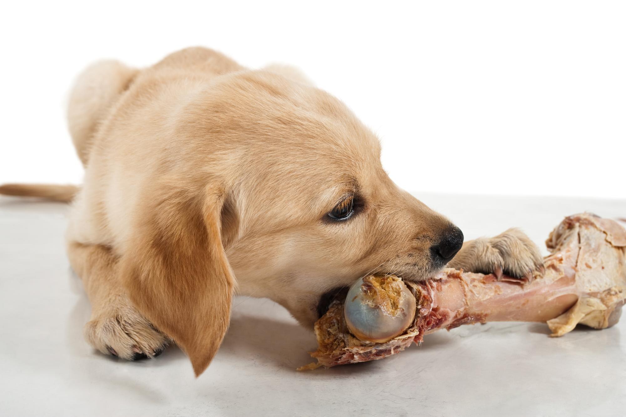 Can Dogs Have Chicken Bones