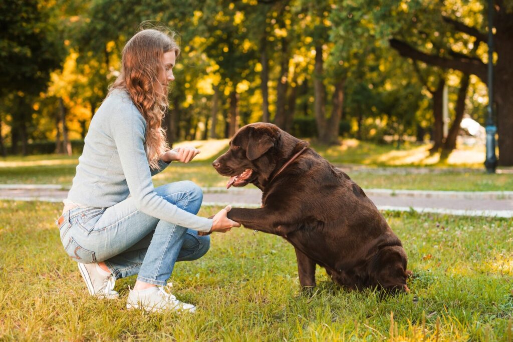 Dog Training & Behavior