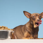 Dogs Eat Chickpeas,