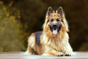 Dogs That Look Like German Shepherds