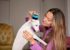 Dry Skin Care for Dogs: Best Treatments and Prevention Tips