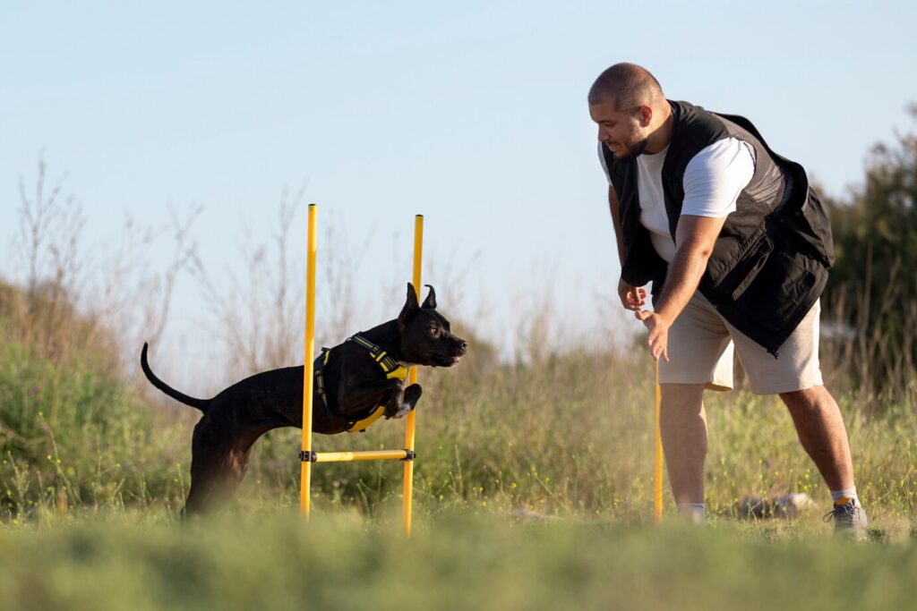 Everything You Need to Know About Service Dog Training