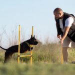 Everything You Need to Know About Service Dog Training