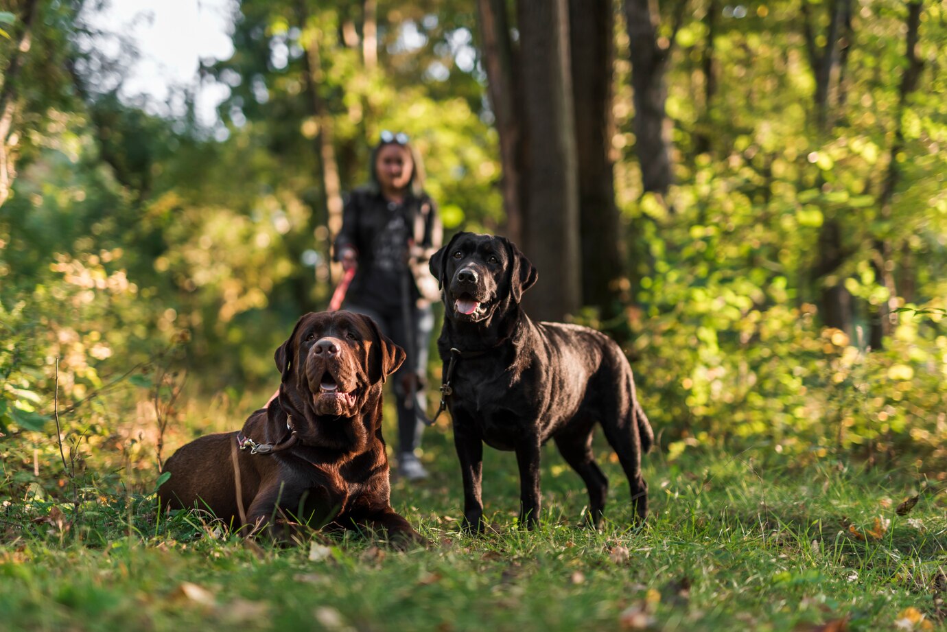 Hunting Dog training