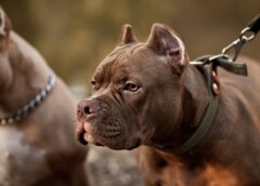 Pitbull dogs