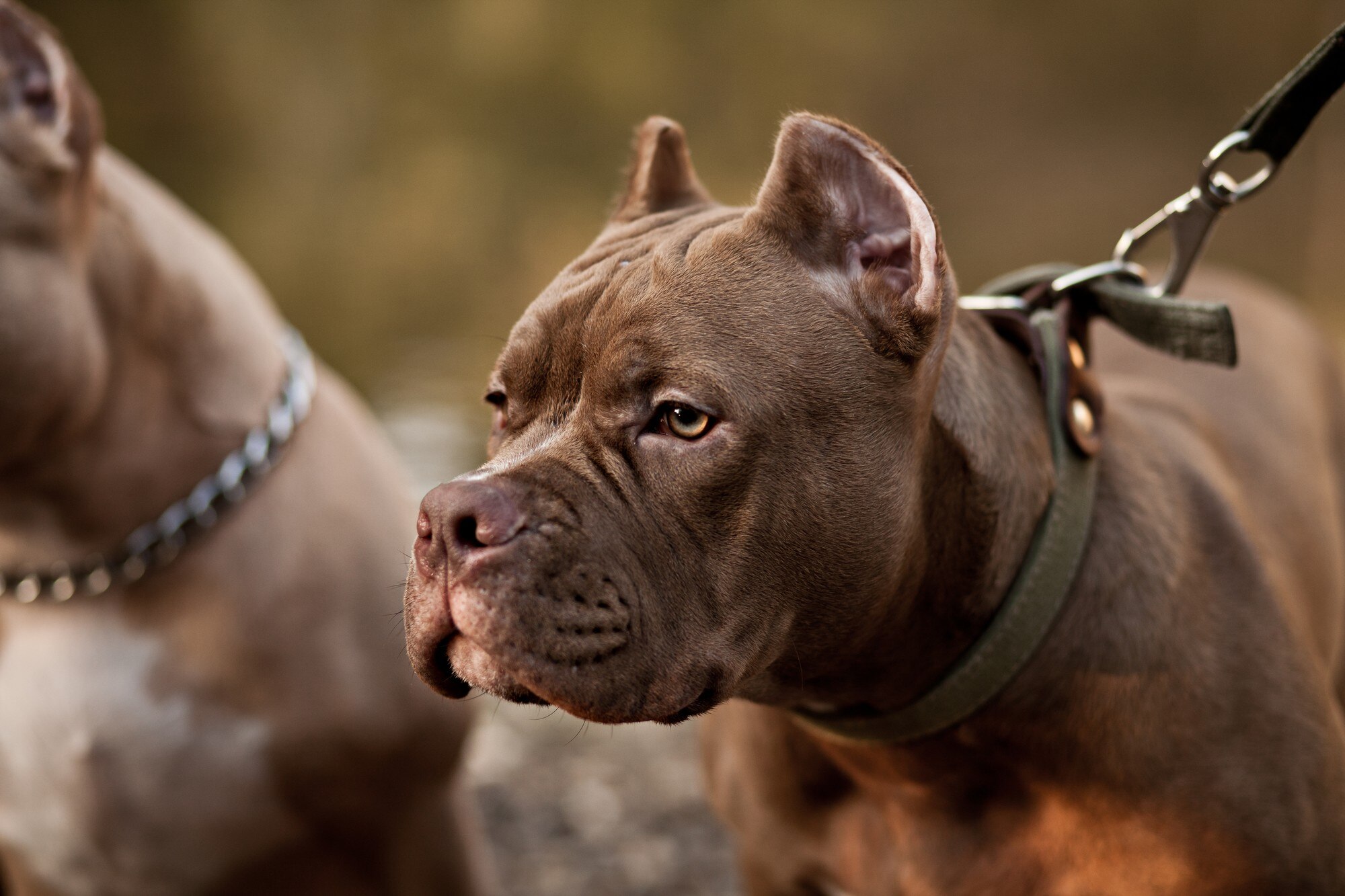 Pitbull dogs