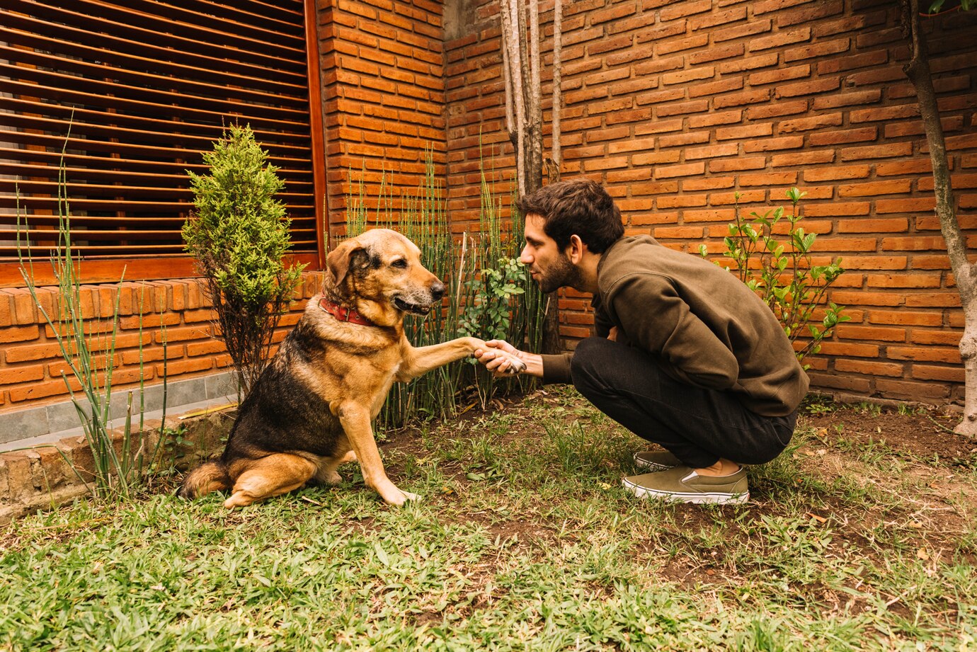 This is how you can Understand your Dog’s Body Language