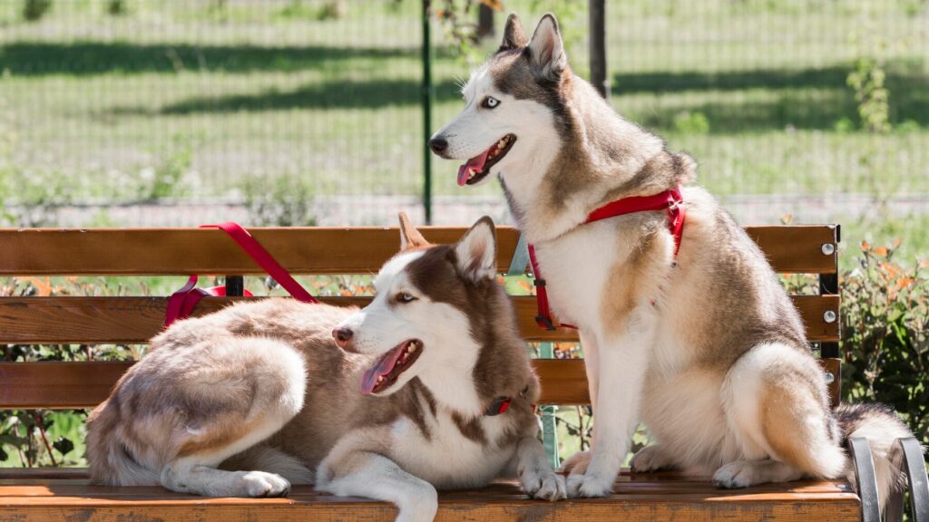 Types of Husky Breed Dogs