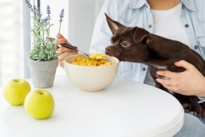 What Foods and Medications Are Safe for Dogs? Find Out Here