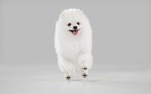 White Small Breed Dogs