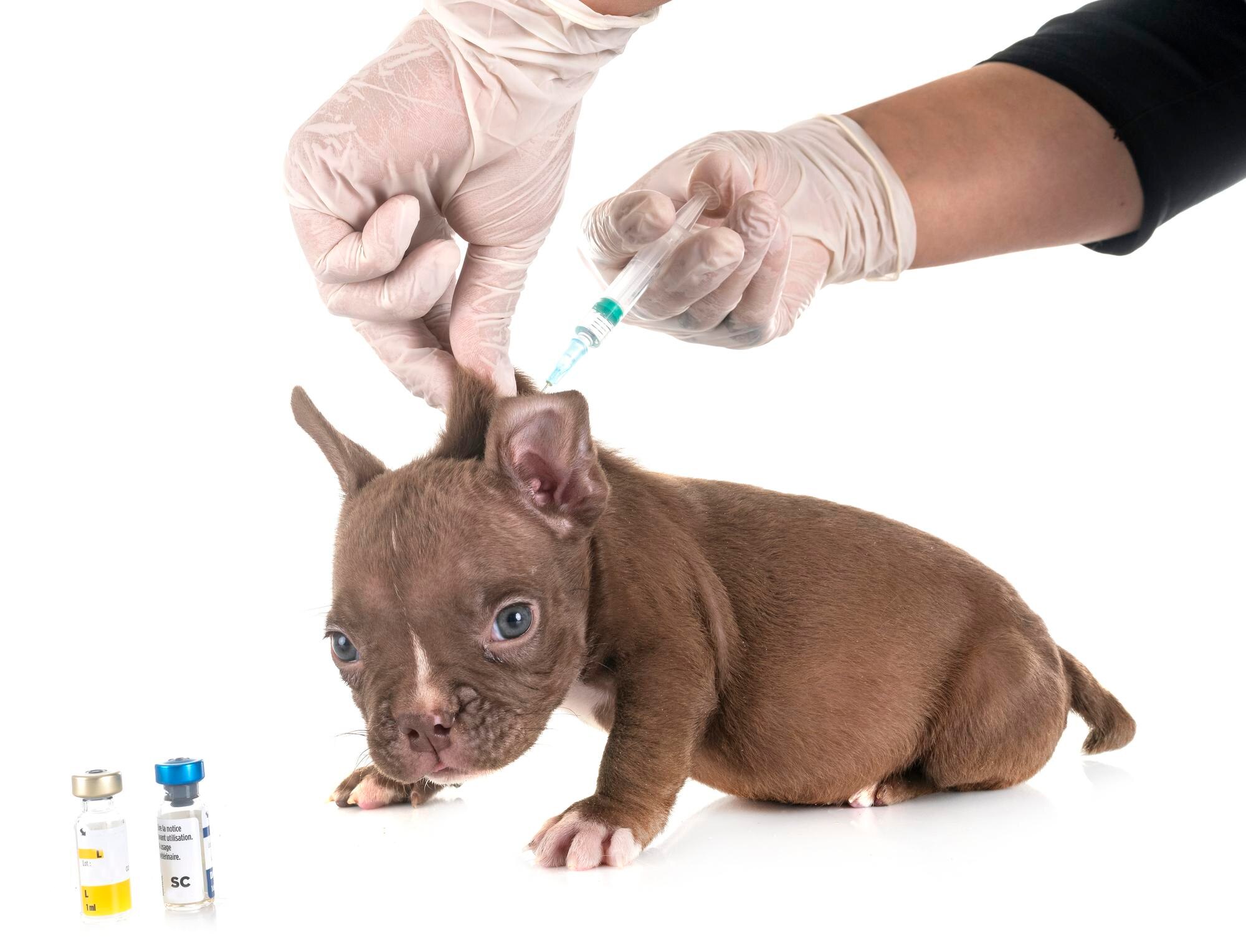 Dog Vaccines