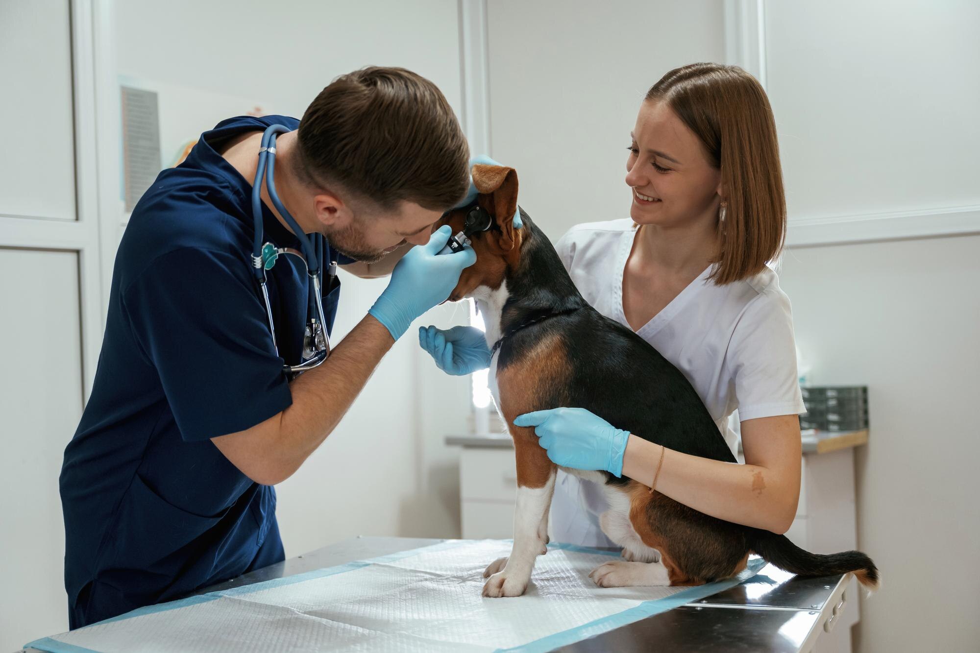Regular veterinary check-ups