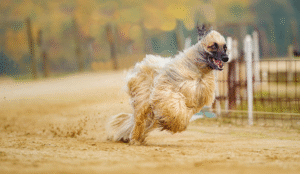Long-haired Afghan Hound walking gracefully