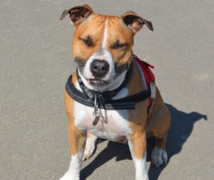 American Hairless Terrier dog standing alert with smooth skin