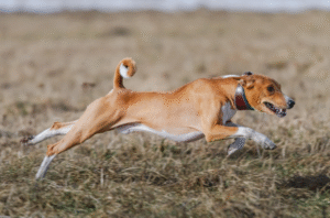 Basenji dog with upright ears