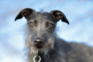 Bedlington Terrier with lamb-like fur