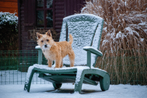 Cairn Terrier on a leash