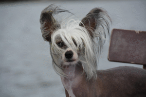 Hairless Chinese Crested with spotted skin