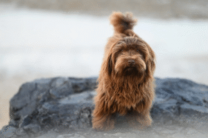 Havanese dog lying on a bed