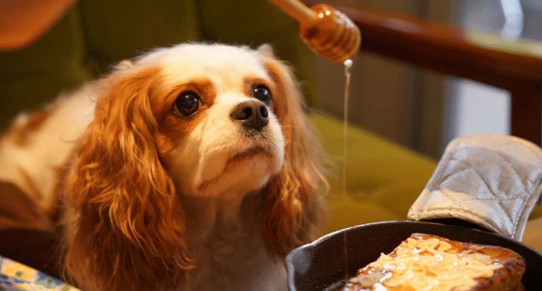 Is Honey Safe for Dogs