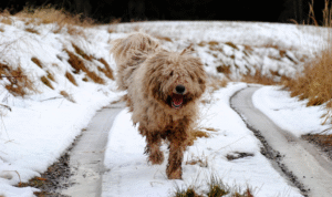 Komondor dog with long corded white coat resembling dreadlocks