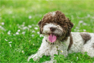 Lagotto Romagnolo sniffing the ground