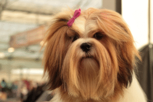 Lhasa Apso on a grooming table