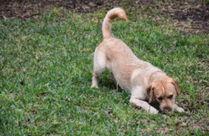Miniature Labradoodle with curly coat and playful expression