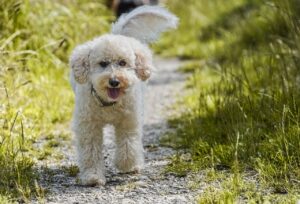 White Poodle standing in a garden