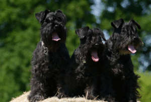 Miniature Schnauzer with a trimmed beard