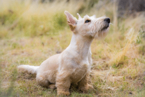 Scottish Terrier walking outdoors